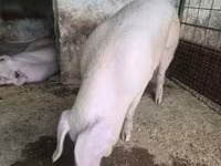 Хукмода, Крупная белая — акс 6