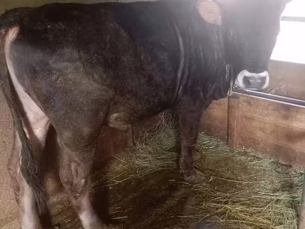 ወንድ በሬ, Aberdeen-Angus