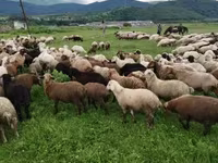 Ido, Sheep — sawirka 4