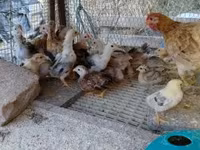 Chickens — fotografija 4