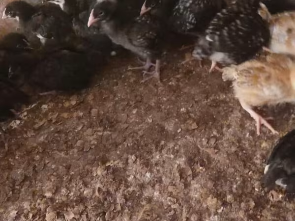 Chickens