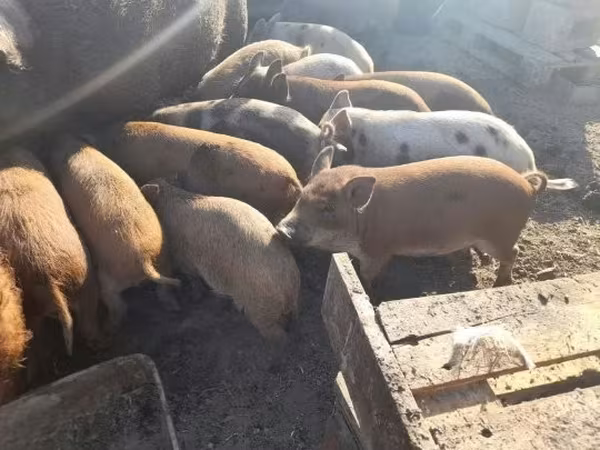 Boar, Pigs — Hungary