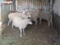 Får (parti, kön ej angivet), Får — foto 3