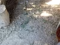 Chickens — عکس 5