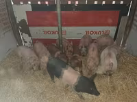 公猪, Pigs — 照片 1