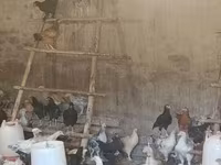 Chickens — foto 2