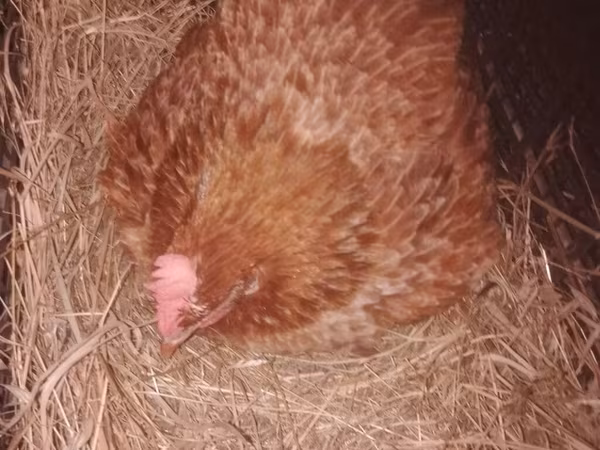 Chickens