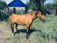 مادیان, اسب — عکس 3