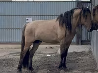 公马, Mugalzhar horse — 照片 3
