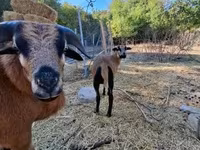 Ոչխար, Cameroon sheep — լուսանկար 4