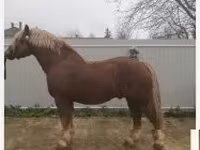 Ngựa đực, Hungarian horse breed — ảnh 4