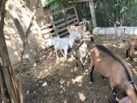Kambing (lot, jantina tidak dinyatakan), Goats — foto 3
