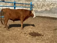 گاو نر, گاو سفیدسر قزاقستانی — عکس 1