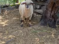 Beran, White Suffolk sheep — foto 3