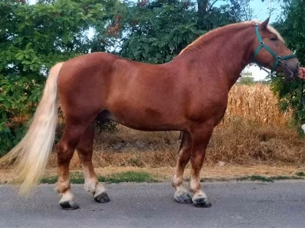 Жребец, Noriker