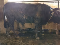 Tyre, Swiss cattle — foto 2