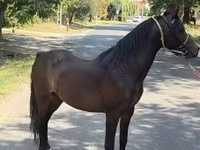 Kuda jantan, Horses — foto 1