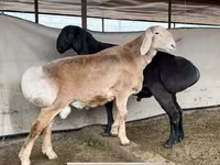 Kambing jantan, Sheep — foto 2