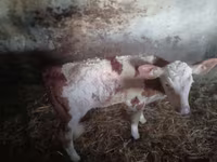 วัวตัวผู้, Simmental cattle — รูปภาพ 4
