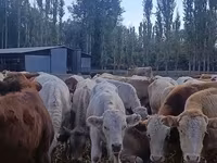 گاو نر, نژاد آولی‌اکول — عکس 5