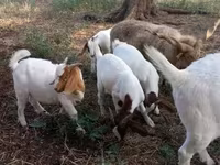 تيس, Boer goat — الصورة 4