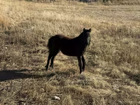 Pastuv, Коњи — fotografija 2