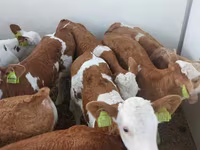 گاو نر, Simmental cattle — عکس 3