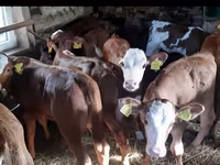 Buqa, Simmental cattle — 4-rasm
