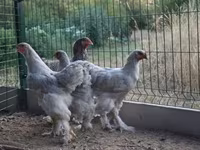 Ducks — zdjęcie 4