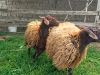 Ոչխար, Ոչխարներ — լուսանկար 1