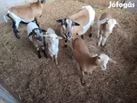 Хонь (бүлэг, хүйс заагаагүй), Cameroon sheep — 3 зураг