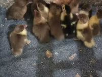 Ducks — zdjęcie 2
