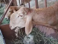 ভেড়ার পাঁঠা, Arashan sheep — ছবি 1