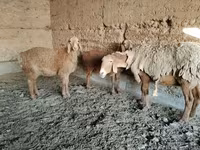 میش, Arashan sheep — عکس 7