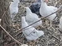 Chickens — foto 1