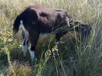 Capra, Capre — foto 4