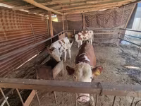 گاو نر, Simmental cattle — عکس 5
