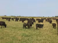Vacă, Aberdeen-Angus — foto 1