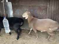 Beran, Hissar sheep — foto 5
