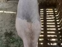 Schweine (Partie, Geschlecht nicht angegeben), Schweine — Foto 3