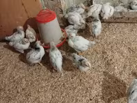 Chickens — รูปภาพ 2