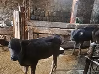 காளை, மாடுகள் — புகைப்படம் 2
