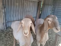 Baran, Arashan sheep — zdjęcie 5