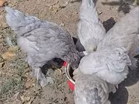 براهما — عکس 8