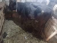 암소, Simmental cattle — 사진 5