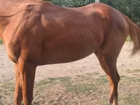 Hengst, Thoroughbred horse — Foto 2