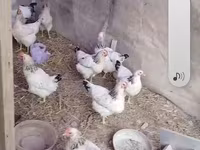 Chickens — foto 2