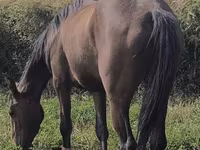 مادیان, Friesian sport horse — عکس 1