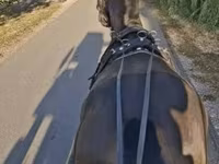 Kůň, Hungarian horse breed — foto 3