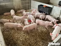 Babi (lot, jantina tidak dinyatakan), Pigs — foto 2